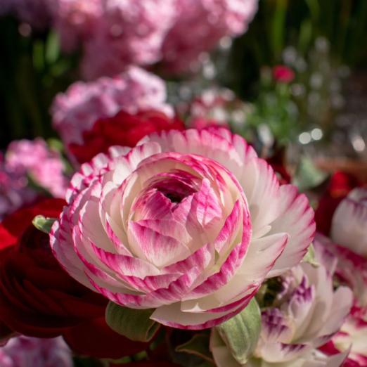 Ranunkel<br>Aviv Picotee Rosé, Pflanze